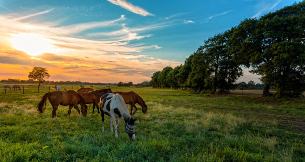 grazing horses in autumn on a horse pasture - poland rural scene scenics pasture imagens e fotografias de stock