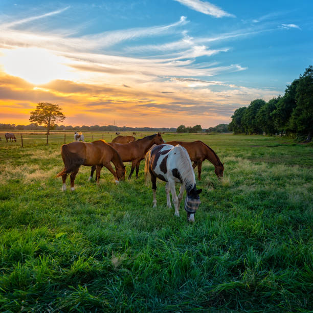 grazing horses in autumn on a horse pasture - poland rural scene scenics pasture imagens e fotografias de stock