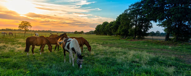 grasende pferde im herbst auf einer pferdeweide - horse brown animal farm stock-fotos und bilder