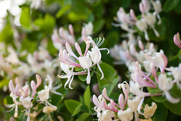 Honeysuckle  arrowwood stock pictures, royalty-free photos & images