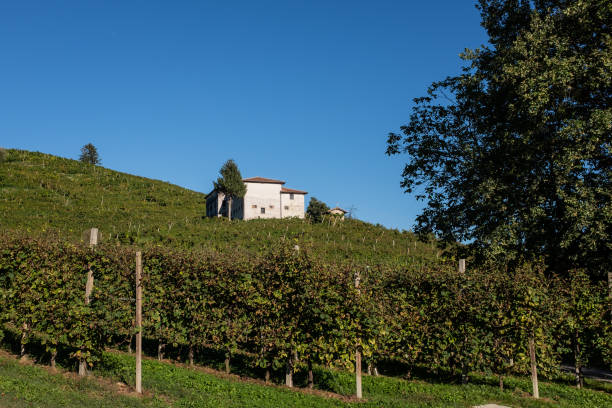 istock Vidor (TV) - Prosecco vineyards 1047006250