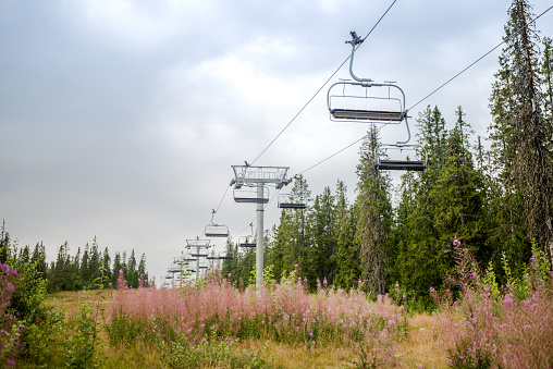 ski lift over field with lupine flowers, Trysil, Norway's largest ski resort