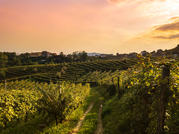 istock Valdobbiadene (TV) -sunset on the Prosecco vineyards 1047006826