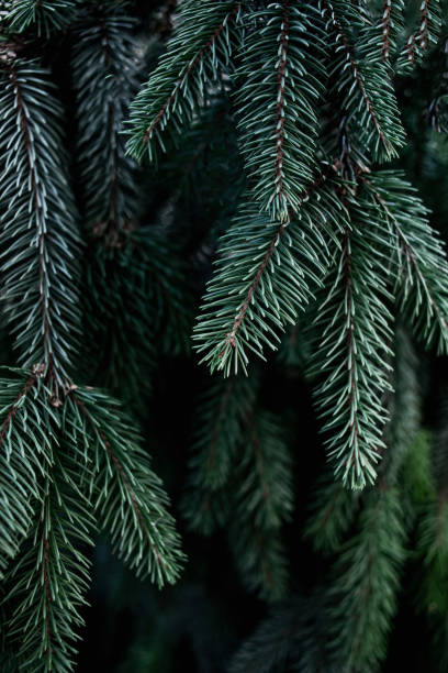 istock Christmas  Background with beautiful green pine tree brunch close up. Copy space.