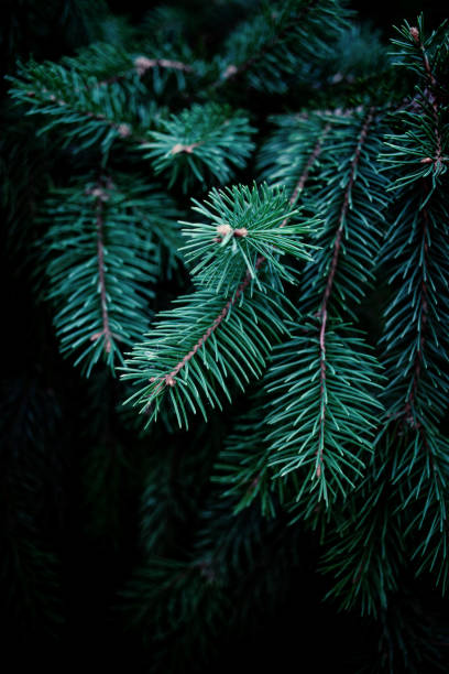 istock Christmas  Fir tree brunch textured Background. Fluffy pine tree brunch close up. Green spruce 1047008992