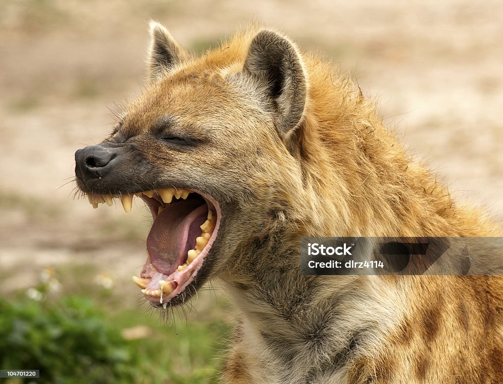 Hyena Strong Jaws Wild Hyena showing powerful jaws Hyena Stock Photo