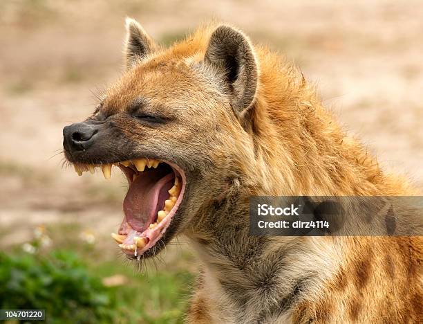 Hyena Strong Jaws Stock Photo - Download Image Now - Hyena, Africa, Animal Mane