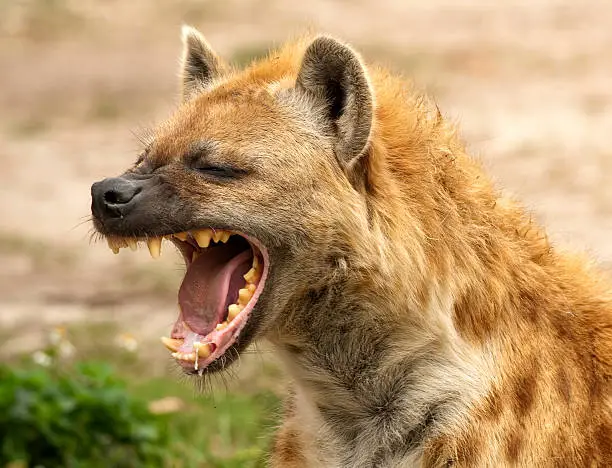 Wild Hyena showing powerful jaws