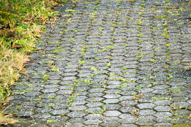istock Paved road with weeds growing in it 1047013774
