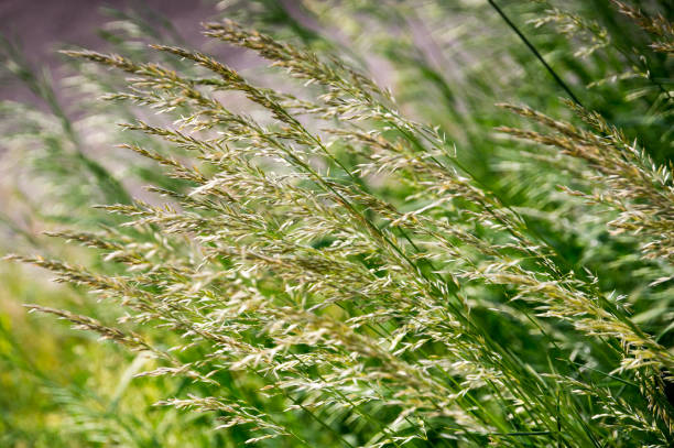istock Macro shot of long green grass in the wind 1047013858