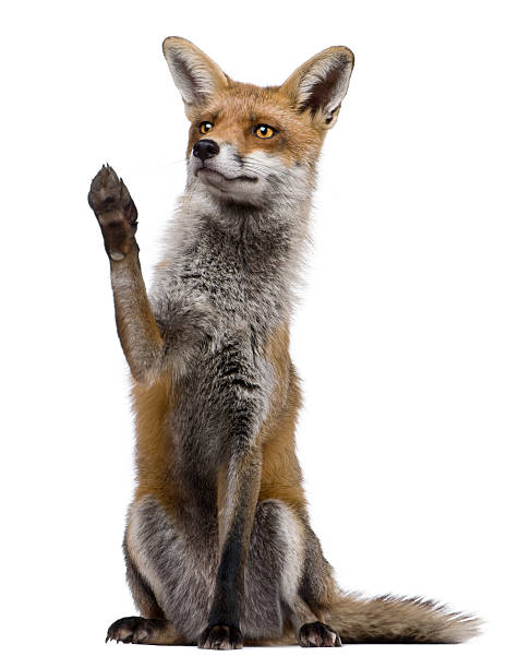 istock Front view of Red Fox, sitting with paw raised. 104701408
