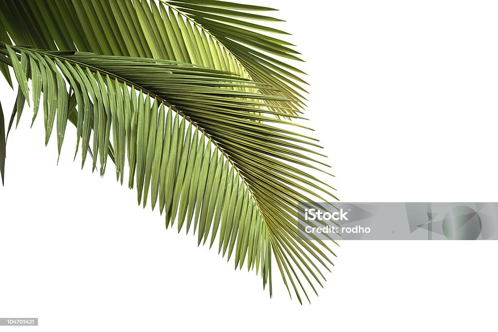 Folhas de palmeira - Foto de stock de Arbusto royalty-free