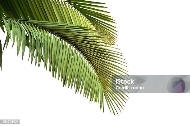 Foto de Folhas De Palmeira e mais fotos de stock de Arbusto - Arbusto, Botânica - Assunto, Branco