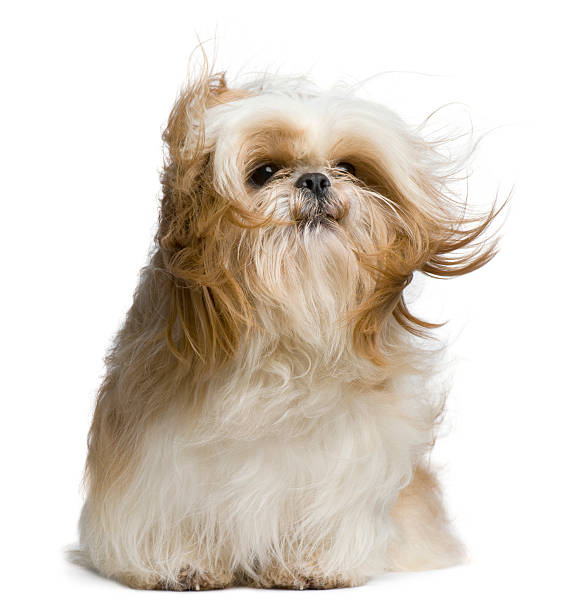 istock Front view of Shih Tzu, windswept and sitting. 104701444