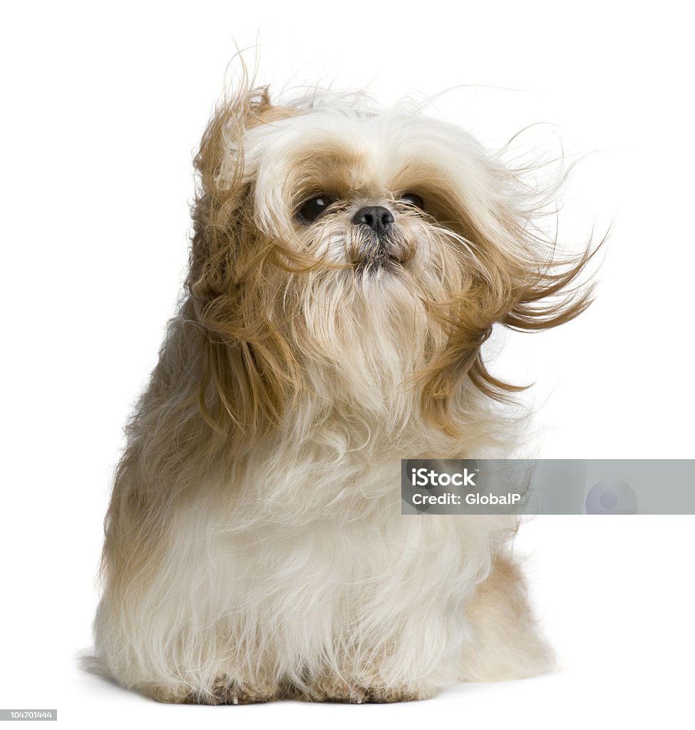 Front view of Shih Tzu, windswept and sitting.  Dog Stock Photo