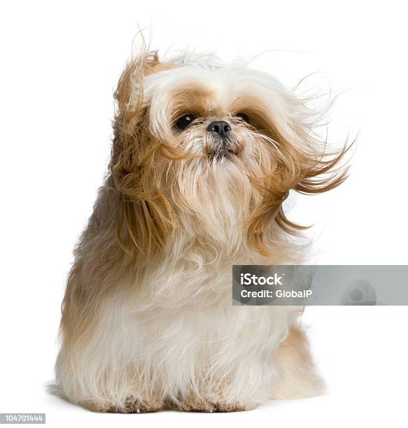 Front View Of Shih Tzu Windswept And Sitting Stock Photo - Download Image Now - Dog, Tousled Hair, Wind