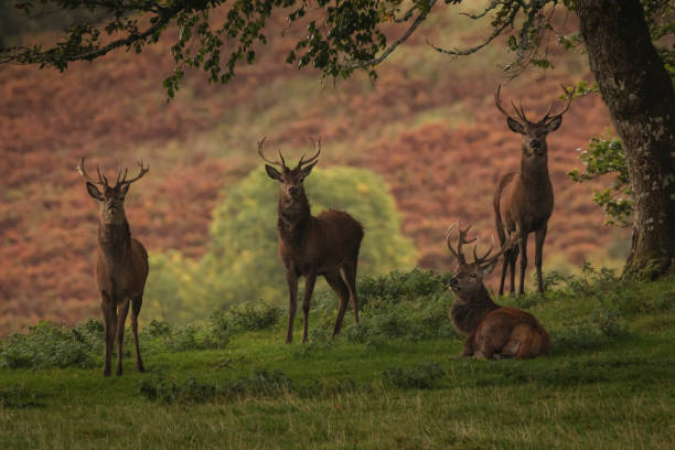 4 stag red deer looking at camera in Scottish Highlands in Autumn, UK 4 stag red deer looking at camera in Scottish Highlands in Autumn, UK cairngorm mountains stock pictures, royalty-free photos & images