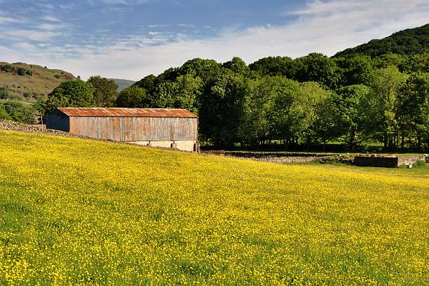 istock Field of Buttercups & barn 104701723