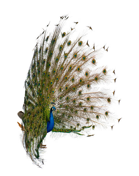 istock Side view of Male Indian Peacock displaying tail feathers. 104702043