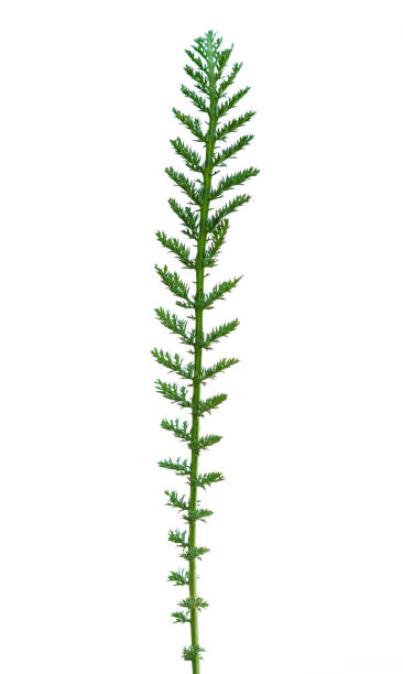 istock Branch of fresh spring greens isolated on white 1047021276