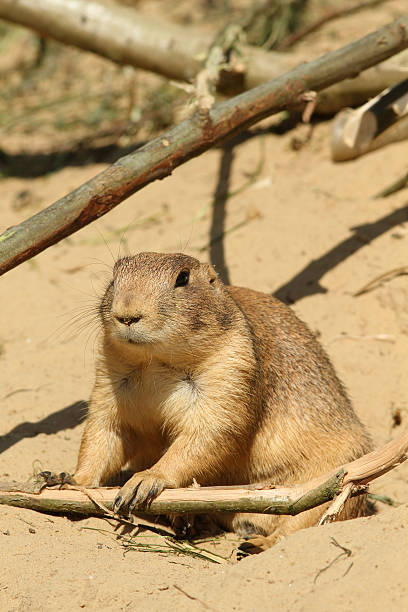 istock Prairie dog leaning against a twig 104702164