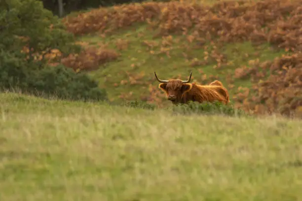 Photo of Scottish highland cow bull in field, Scotland UK