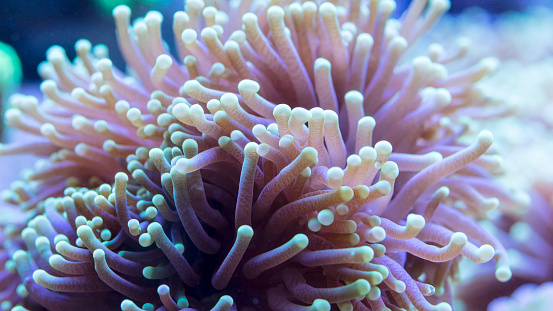 Marine coral in aquarium