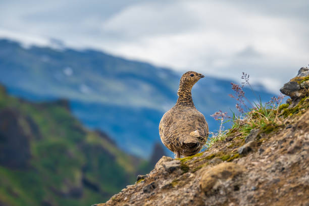 A rock ptarmigan with its summer plumagen in specular settings of Thorsmork. This medium-sized gamebird in the grouse family survives year-round the extreme conditions of the Highlands of Iceland. Ecountered while hiking the famous Laugavegur trail. un ptarmigan de la roca con su plumagen de verano en configuración especular de thorsmork. este ave de tamaño mediano de la familia grouse sobrevive durante todo el año las condiciones extremas de la tierras altas de islandia. ecountered mientras la fam