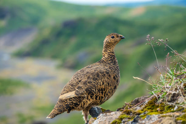 A rock ptarmigan with its summer plumagen in specular settings of Thorsmork. This medium-sized gamebird in the grouse family survives year-round the extreme conditions of the Highlands of Iceland. Ecountered while hiking the famous Laugavegur trail. un ptarmigan de la roca con su plumagen de verano en configuración especular de thorsmork. este ave de tamaño mediano de la familia grouse sobrevive durante todo el año las condiciones extremas de la tierras altas de islandia. ecountered mientras la fam