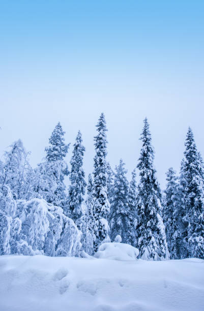 Vertical winter Lapland landscape background