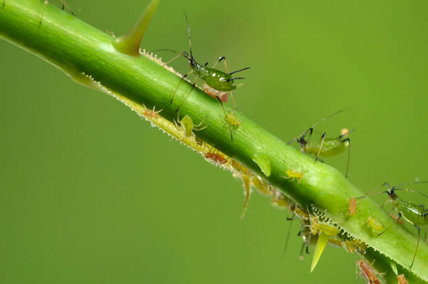 istock aphids on a branch, orchard, garden insects, rose 1047027112