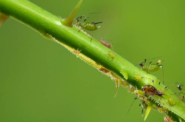 istock aphids on a branch, orchard, garden insects, rose 1047027118