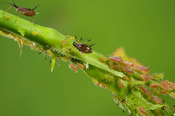 istock aphids on a branch, orchard, garden insects, rose 1047027122
