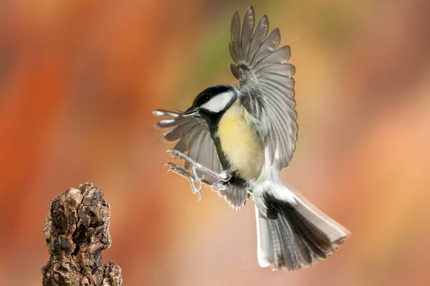 istock Great tit (Parus major). Garden bird, flying and fall colors, in flight 1047027250