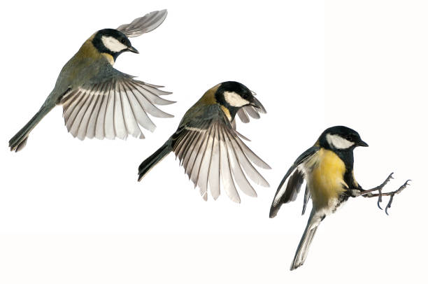 istock Great tit (Parus major). Garden bird, Flying, wing movement when landing, strobe, white background, in flight 1047027364