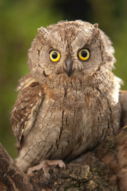 istock Otus scops, Eurasian Scops Owl, small owl, perched on a branch 1047027486