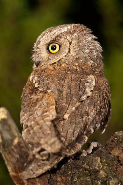 istock Otus scops, Eurasian Scops Owl, small owl, perched on a branch 1047027488