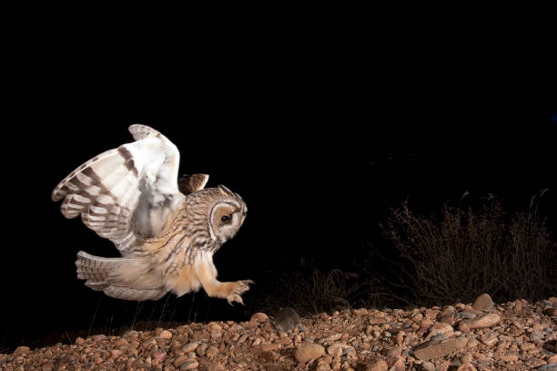 Long-eared owl (Asio otus), Hunting at night, in flight, flying
