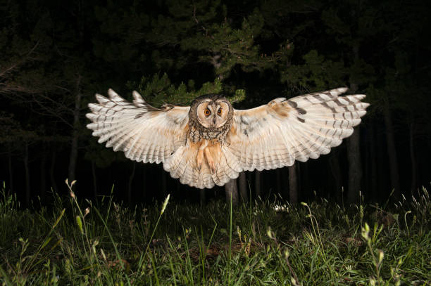 istock Long-eared owl (Asio otus), Hunting at night, in flight, flying 1047027534