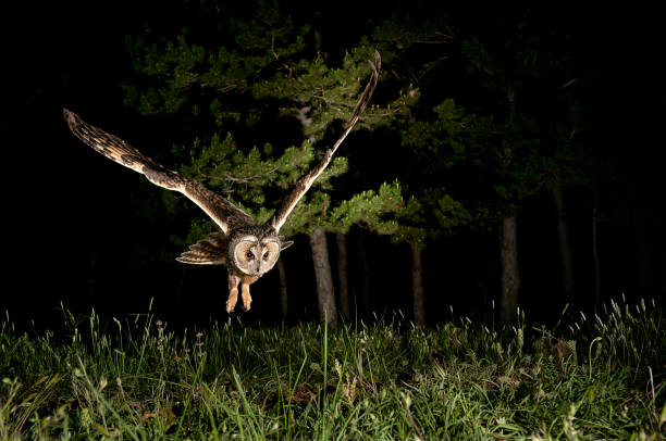 istock Long-eared owl (Asio otus), Hunting at night, in flight, flying 1047027584