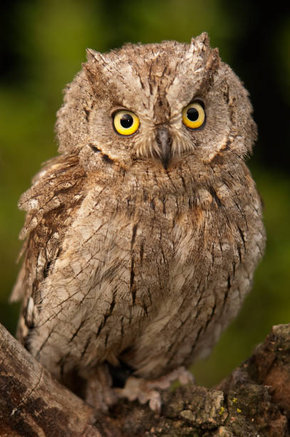 istock Otus scops, Eurasian Scops Owl, small owl, perched on a branch 1047027632