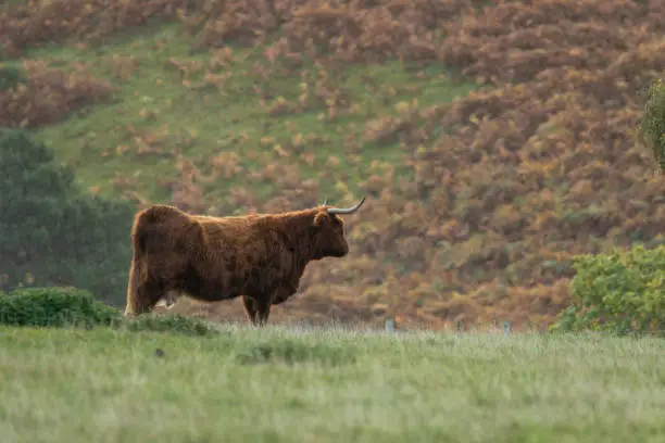 Photo of Scottish highland cow bull in field, Scotland UK