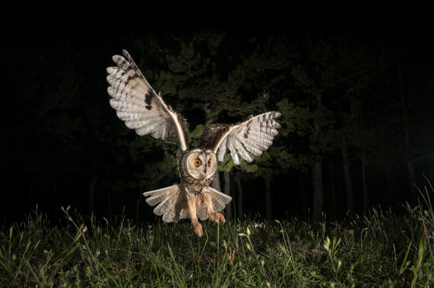 búho chico (asio otus), la caza por la noche, durante el vuelo, volar - nocturnal animal fotografías e imágenes de stock