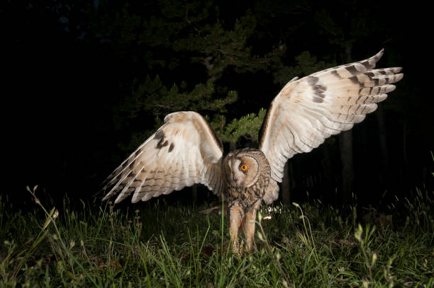 istock Long-eared owl (Asio otus), Hunting at night, in flight, flying 1047027734