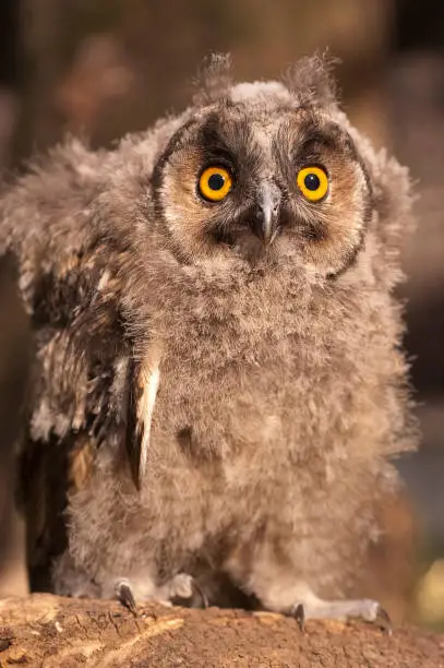 Photo of Long-eared owl, young (Asio otus), portrait