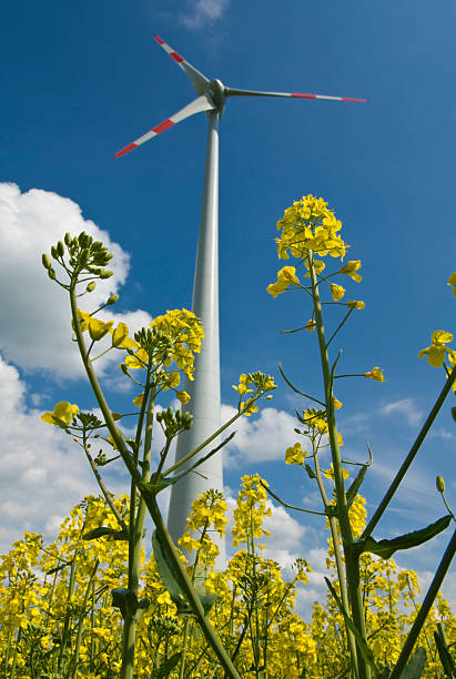 istock wind turbine and oilseed flowers 104703488