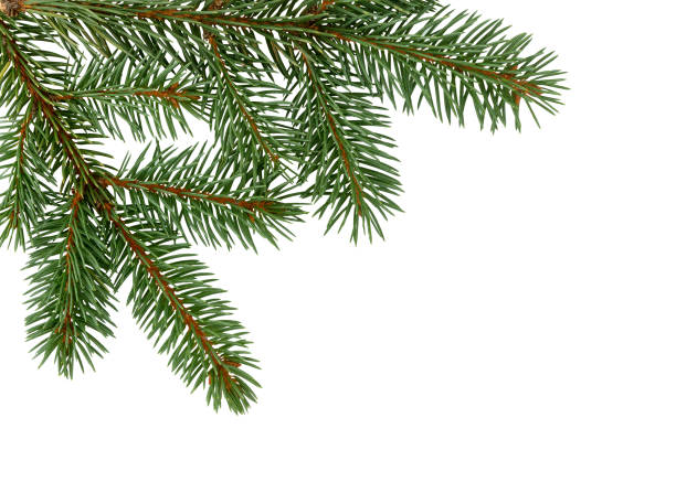 istock Fir tree branch isolated on white background. Pine. Christmas fir. 1047035152