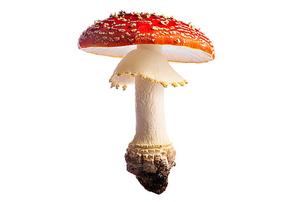 red fly mushroom on white background - amanita parcivolvata stockfoto's en -beelden