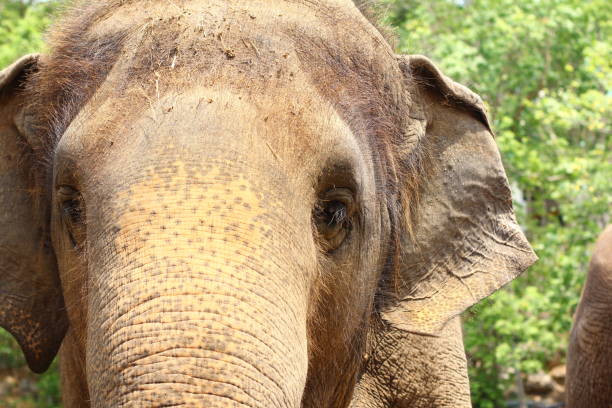 アジア象頭をクローズ アップ。 - animal close up elephant animal eye ストックフォトと画像