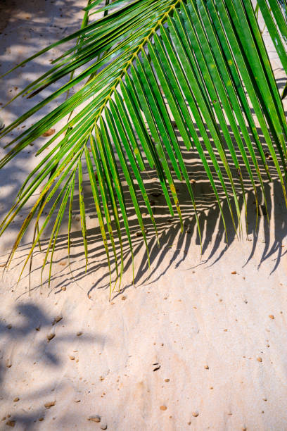 istock Closeup of green palm tree leaf on sand 1047045282